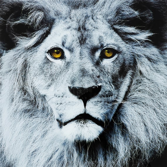 Tableau metal lion noir et blanc